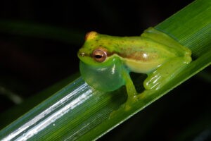 Grad student conducts research to understand—and protect—the Tapir Valley tree frog