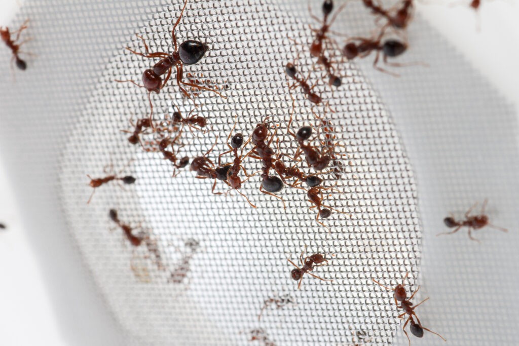 Zeng ants2
