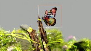 Building Byte-odiversity: UGA scholars convene in workshop on AI tools for conservation
