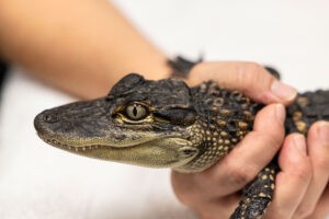 New study shows alligators aren’t all that’s lurking in Georgia’s swamps