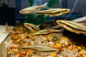 Endangered minnow rallies conservationists in race to save laurel dace