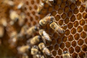 Wormsloe Fellows to Study Invasive, Threatened Species Along Georgia’s Coast