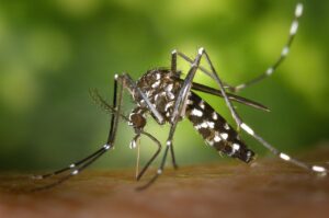 Mosquitos are more than a nuisance