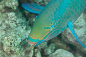 Rainbow parrotfish may be behind coral bleaching in part of the Florida Keys