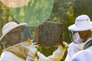 The honey bee secret to staying clean and healthy
