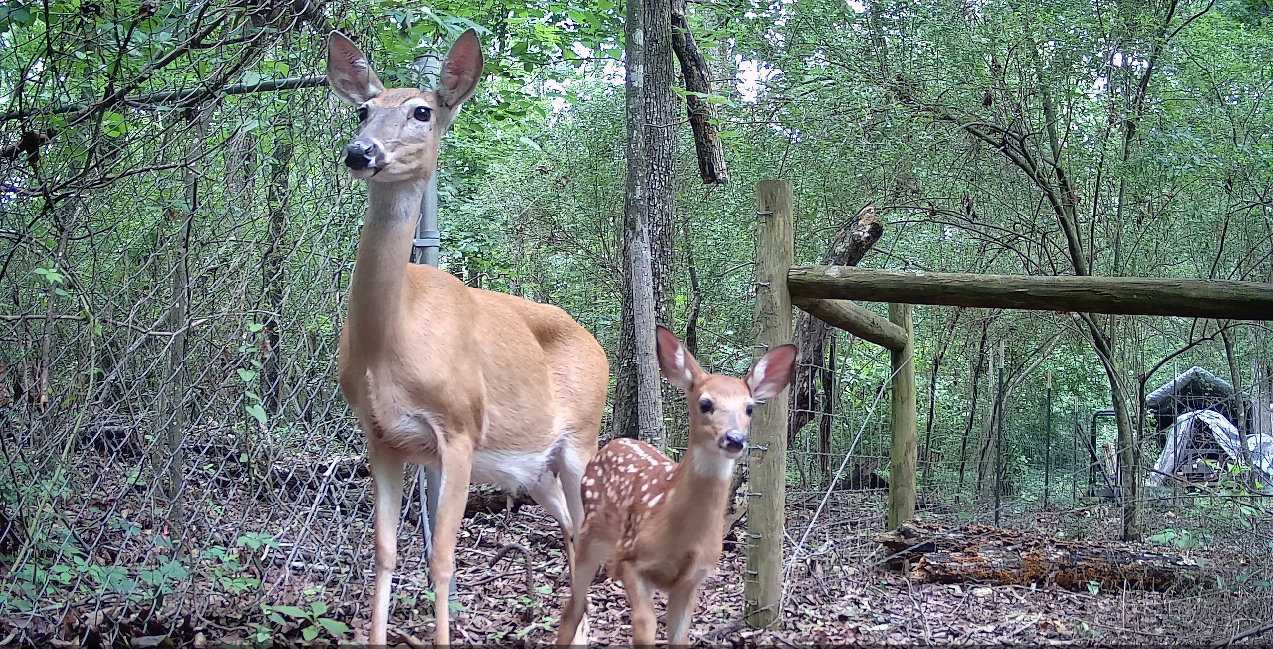 Wildlife cameras capture critters from suburb to farm to forest