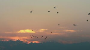 Study shows hotspots for avian disease connected by bird migration