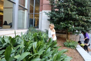 Project MACAW aims to reduce bird-building collisions on UGA’s campus